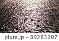 日の光を反射する水面を泳ぐ鴨 89283207