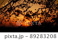 揺れる桜の向こうに暮れゆく夕日 89283208