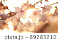 夕日を受ける桜アップ 89283210