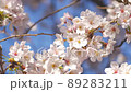 青空にはためく桜寄り 89283211