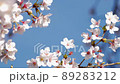 青空にはためく元気な桜 89283212