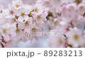 満開の桜寄り 89283213