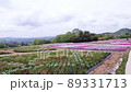 広島県世羅町「花夢の里」で観た芝桜の雄大な風景 89331713