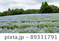 広島県世羅町「花夢の里」で観たネモフィラ畑の雄大な風景 89331791