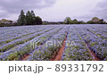 広島県世羅町「花夢の里」で観たネモフィラ畑の雄大な風景 89331792