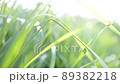 風に揺れる葉 89382218