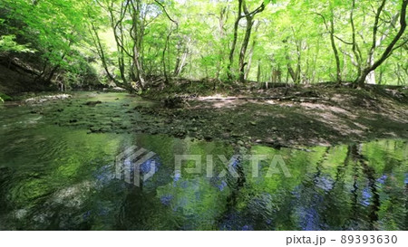 新緑の黒岳原生林と清流（pan）の動画素材