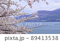 高台の桜 89413538