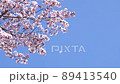 桜の花風に揺れる 89413540