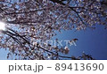 桜と太陽 89413690