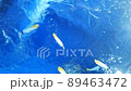 Tropical fish swimming on the surface of the water 89463472