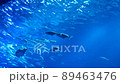 Fish on the surface of the water 89463476