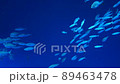 A group of fish 89463478