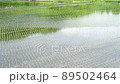 田植えが終わったばかりの水田 田植えが終わったばかりの水田 89502464