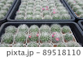 Beautiful variety of different shapes and size of cactus plants in flower tray for indoor Cactus nursery. tilt up shot. 89518110