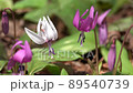 White erythronium flower (white erythronium) 89540739