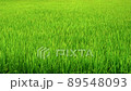 Rice field scenery of all green 89548093