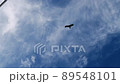Birds flying in the blue sky 89548101