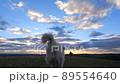 man playing with his dog at sunset 89554640