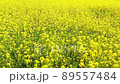 Rapeseed field of one side 89557484