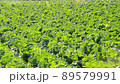 キャベツ畑 89579991