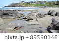 Kosagawa Beach 89590146