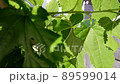 The veins behind the leaves that are transparent to light 89599014