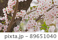 新潟県高田公園 桜 観桜会 新潟県高田公園 桜 観桜会 89651040