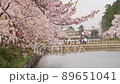 新潟県高田公園 桜 観桜会 新潟県高田公園 桜 観桜会 89651041