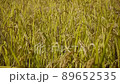 Golden rice ear 89652535