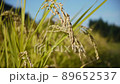 Golden rice ear 89652537