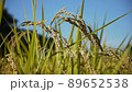 Golden rice ear 89652538