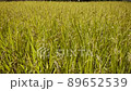 Golden rice ear 89652539