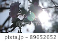 Cherry blossoms of backlight 89652652