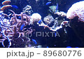Tropical fish swimming 89680776