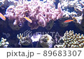 Tropical fish swimming 89683307