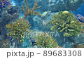 Tropical fish swimming 89683308