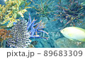 Tropical fish swimming 89683309