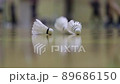 体育館でバドミントンを練習している人々の姿とシャトルのアップ写真の動画素材 [89686150]