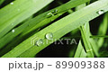Green grass with dew drops after rain 89909388