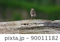 Lark to sing (with sound) 90011182
