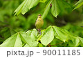 Yellow bunting singing (with sound) 90011185