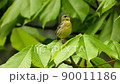 Yellow bunting singing (with sound) 90011186