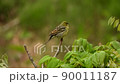 Yellow bunting singing (with sound) 90011187