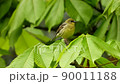 Yellow bunting singing (with sound) 90011188