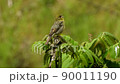 Yellow bunting singing (with sound) 90011190