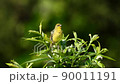 Yellow bunting singing (with sound) 90011191
