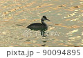 Grebe in the lake at sunset 90094895
