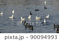 Seagulls and coots in the lake 90094993