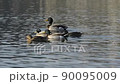 Mallards swim in the lake 90095009
